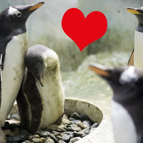 Eselspinguine