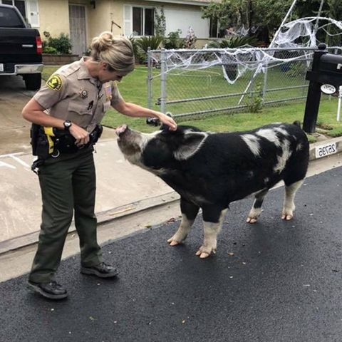 Riesenschwein büxt aus – und die Polizei muss eine kreative Lösung finden