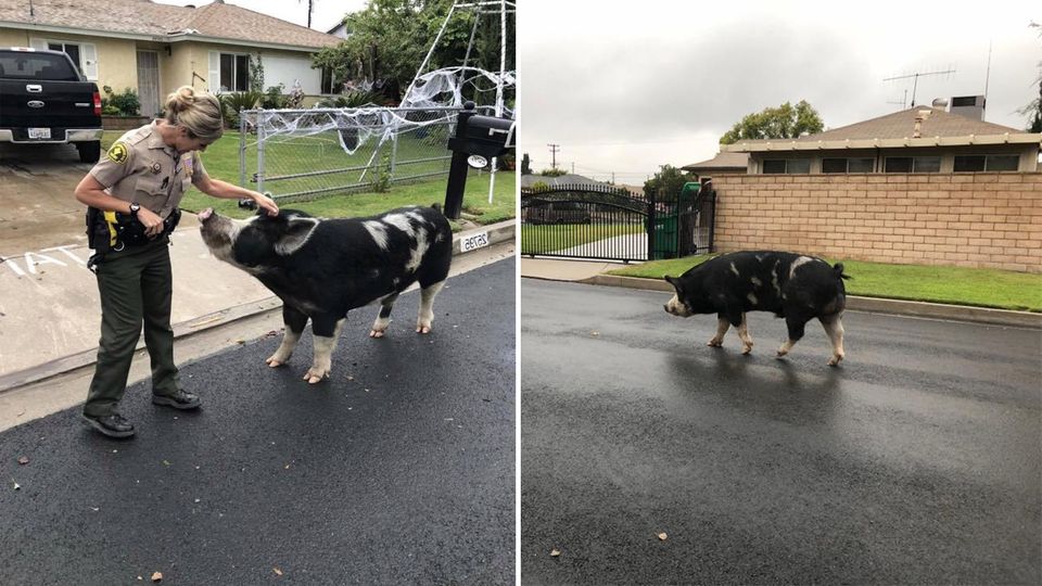 Riesenschwein büxt aus – und die Polizei muss eine kreative Lösung finden Riesenschwein büxt aus – und die Polizei muss eine kreative Lösung finden