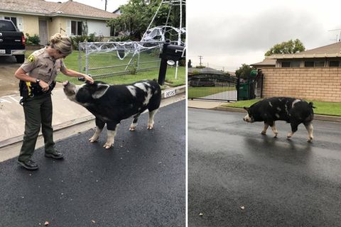 Riesenschwein büxt aus – und die Polizei muss eine kreative Lösung finden