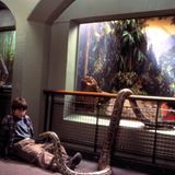 Die Fans von "Harry Potter" spekulierten darüber bereits seit dem vergangenen Jahr. Der neue Trailer zu "Phantastische Tierwesen: Grindelwalds Verbrechen" bestätigte es nun endgültig. Ein Bösewicht feiert im zweiten Teil des Prequels sein Comeback. Den ganzen Beitrag findet ihr hier.