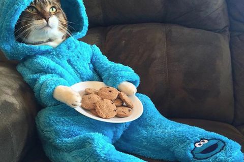 Katze im Krümelmonster-Kostüm mit Keksen