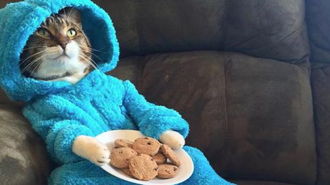 Katze im Krümelmonster-Kostüm mit Keksen