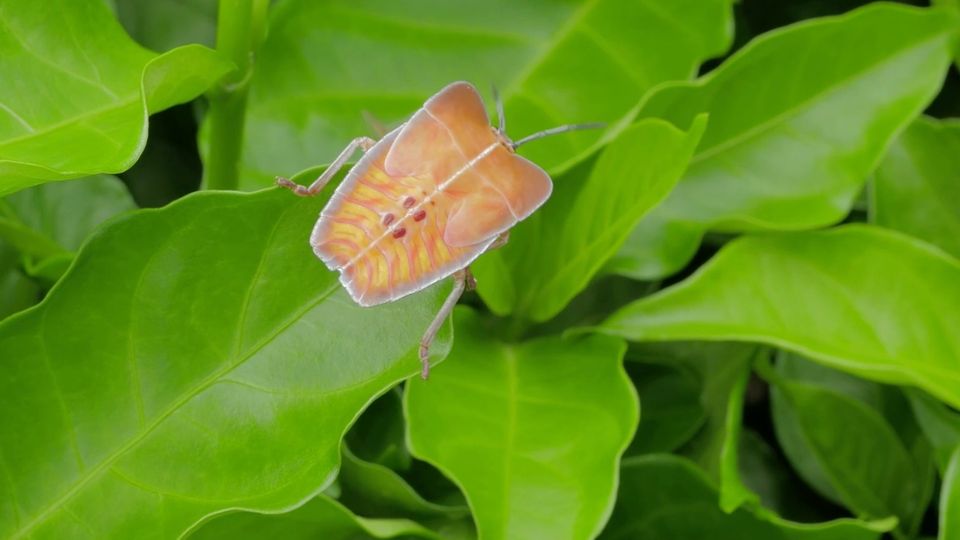 Die Stinkwanze auf einem Blatt Die Stinkwanze auf einem Blatt