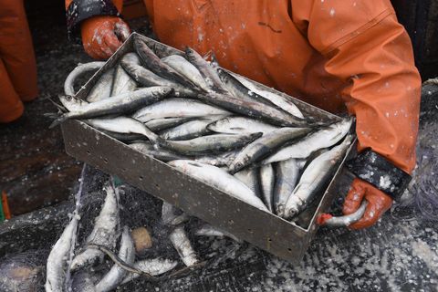WWF-Empfehlung zum Verzehr von Fisch: Ein Fischer holt auf einem Fischkutter gefangene Heringe aus dem Stellnetz.
