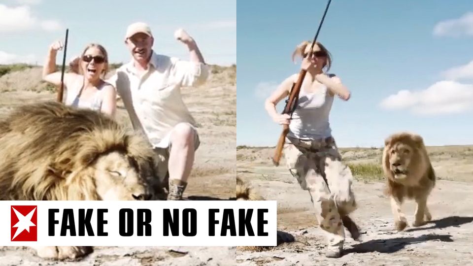 Paar posiert mit einem Löwen Paar posiert mit einem Löwen
