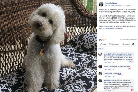 Pudel Zoey sitzt auf einen Korbstuhl