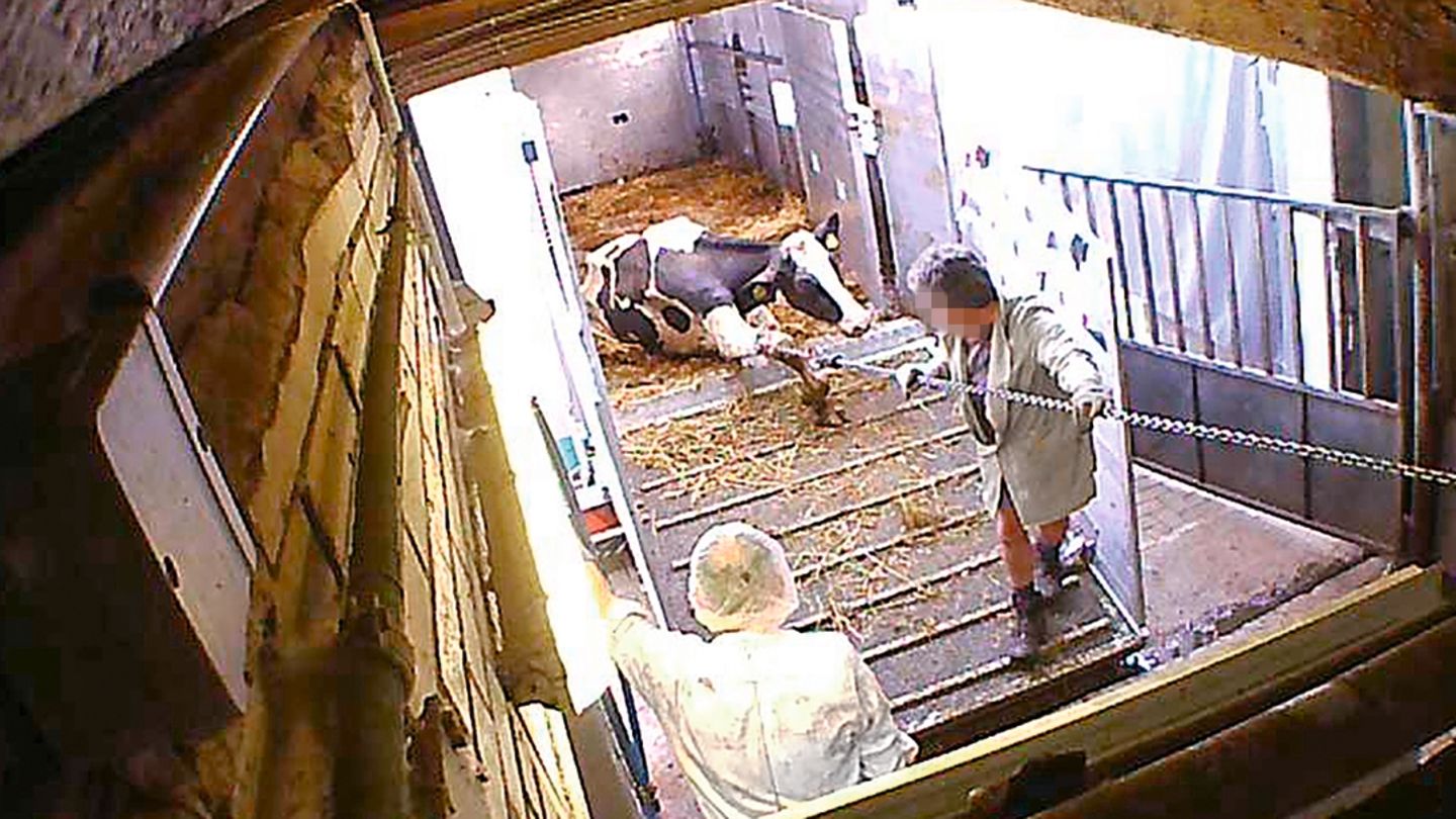 Altersschwache Milchkühe: So brutal werden sie entsorgt
