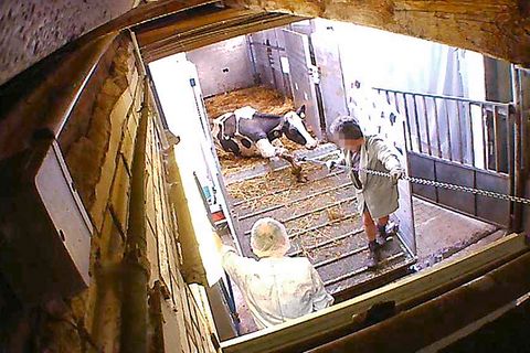 Altersschwache Milchkühe: So brutal werden sie entsorgt