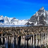 Stockfisch  Norwegens Fjorde und Meere sind voll von Kabeljau, Seelachs, Schellfisch oder auch Leng. Was also tun mit der Menge an Fisch? Haltbarmachen und zwar durch Trocknung. Dafür werden Köpfe und Eingeweide der Fische entfernt. Ursprünglich war der Verzehr von Stockfisch ein Arme-Leute-Essen, da es Kabeljau im Überfluss gab. Aber auch Schiffsmannschaften wurden mit dem Fisch versorgt. In Norwegen wird er gern als Snack verspeist oder als Lutefisk, dafür wird der Stockfisch gewässert und nimmt eine gelatinöse Konsistenz an. Serviert wird der Fisch mit ausgelassenem Speck, Erbsenpüree und Kartoffeln. 