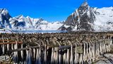 Stockfisch  Norwegens Fjorde und Meere sind voll von Kabeljau, Seelachs, Schellfisch oder auch Leng. Was also tun mit der Menge an Fisch? Haltbarmachen und zwar durch Trocknung. Dafür werden Köpfe und Eingeweide der Fische entfernt. Ursprünglich war der Verzehr von Stockfisch ein Arme-Leute-Essen, da es Kabeljau im Überfluss gab. Aber auch Schiffsmannschaften wurden mit dem Fisch versorgt. In Norwegen wird er gern als Snack verspeist oder als Lutefisk, dafür wird der Stockfisch gewässert und nimmt eine gelatinöse Konsistenz an. Serviert wird der Fisch mit ausgelassenem Speck, Erbsenpüree und Kartoffeln. 