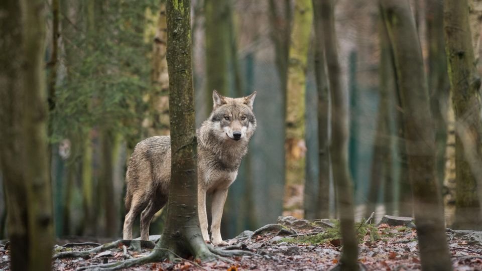 Ein Wolf im Tierpark Hexentanzplatz in Sachsen-Anhalt