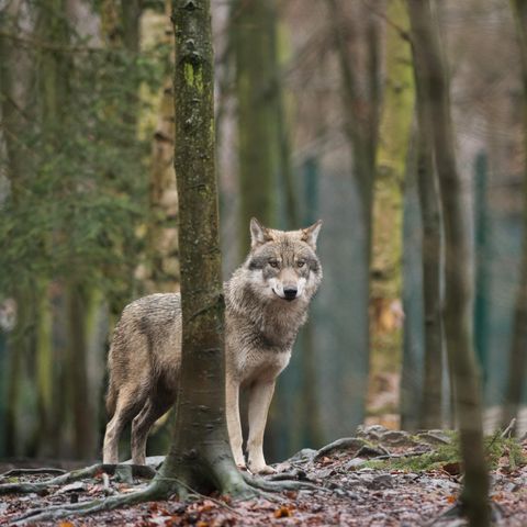 Ein Wolf im Tierpark Hexentanzplatz in Sachsen-Anhalt