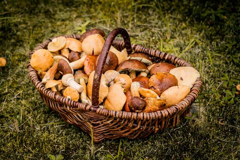 Wildpilze im Korb