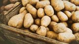Kartoffeln  Das Knollengemüse sollte nie im Kühlschrank oder in Plastik gelagert werden. Wie auch Zwiebeln sollten Kartoffeln kühl, dunkel und trocken liegen. Am besten in einer Vorratskammer oder im Keller. Kühlschranktemperatur würde die enthaltene Stärke der Kartoffeln in Zucker verwandeln, das beeinflusst sowohl den Geschmack als auch die Konsistenz. 