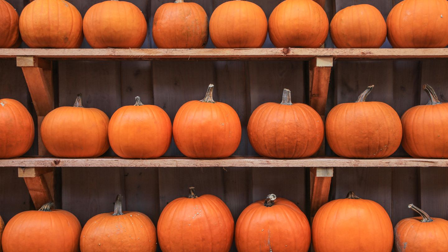 Kürbis  Das Herbst- und Wintergemüse gehört nicht in den Kühlschrank, sondern an einen kühlen, dunklen und luftigen Ort. 