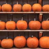 Kürbis  Das Herbst- und Wintergemüse gehört nicht in den Kühlschrank, sondern an einen kühlen, dunklen und luftigen Ort. 