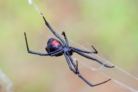 Schwarze Witwe in einem Netz
