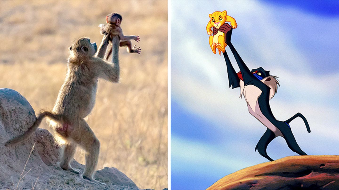 Affe hält sein Baby hoch wie in König der Löwen