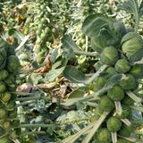 Rosenkohl  Am besten ist es, den Rosenkohl am Stiel zu lassen. Im Supermarkt gibt es sie aber meist nur lose. In dem Fall die äußeren Blätter intakt lassen und die Kohlröschen im Kühlschrank in einer Schüssel oder in einer Aufbewahrungsbox (ohne Deckel) lagern.