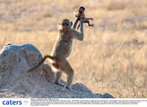 &ldquo;König der Löwen&rdquo;: Affe spielt Szene aus Disney-Film nach | STERN.de