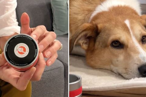 "Die Höhle der Löwen": RelaxoDog: Entspannt dieses Gerät Hunde wirklich?