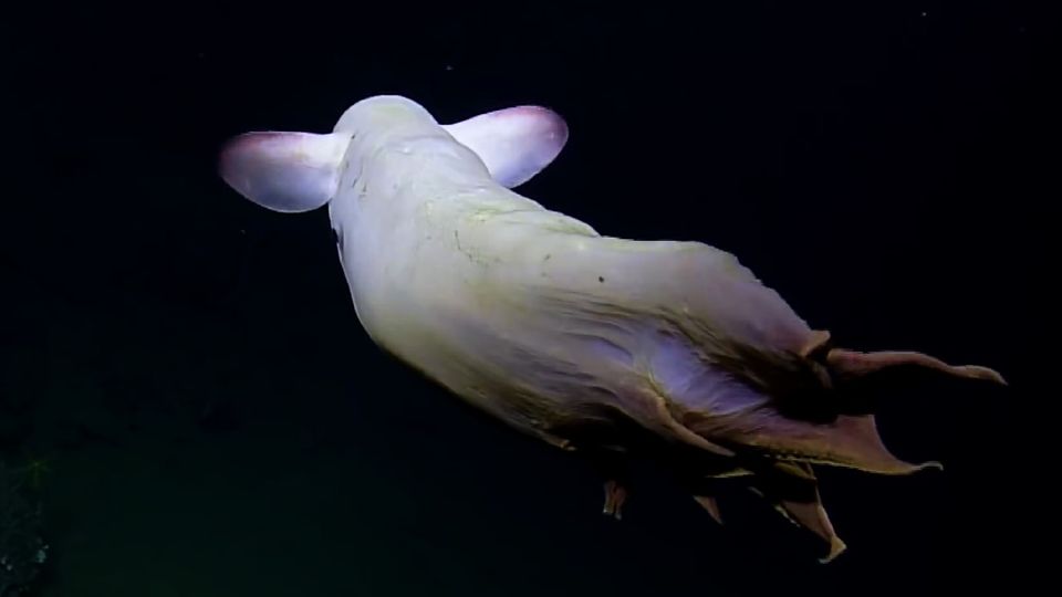 Geisterhafte Tiefseekreatur Geisterhafte Tiefseekreatur