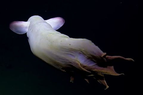 Geisterhafte Tiefseekreatur