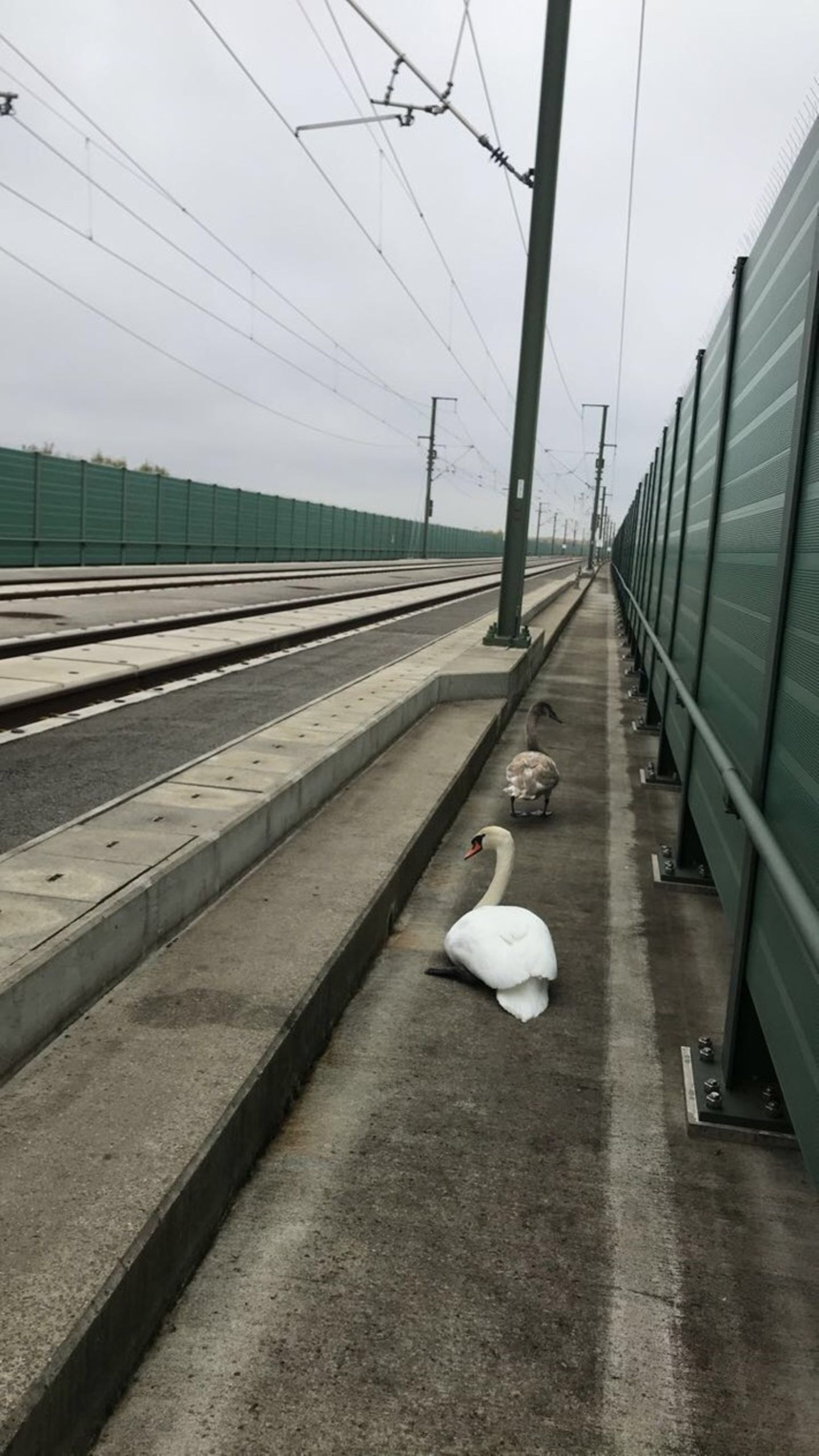 Kein Terrain für Schwäne: Die ICE-Schnellbahnstrecke zwischen Leipzig/Halle und Erfurt