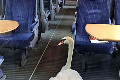 Gerettet: Der Schwan im ICE-Sonderzug