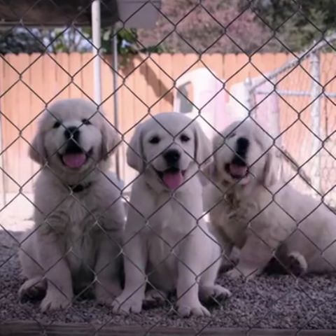 Netflix lässt die Hunde von der Leine in neuer Doku