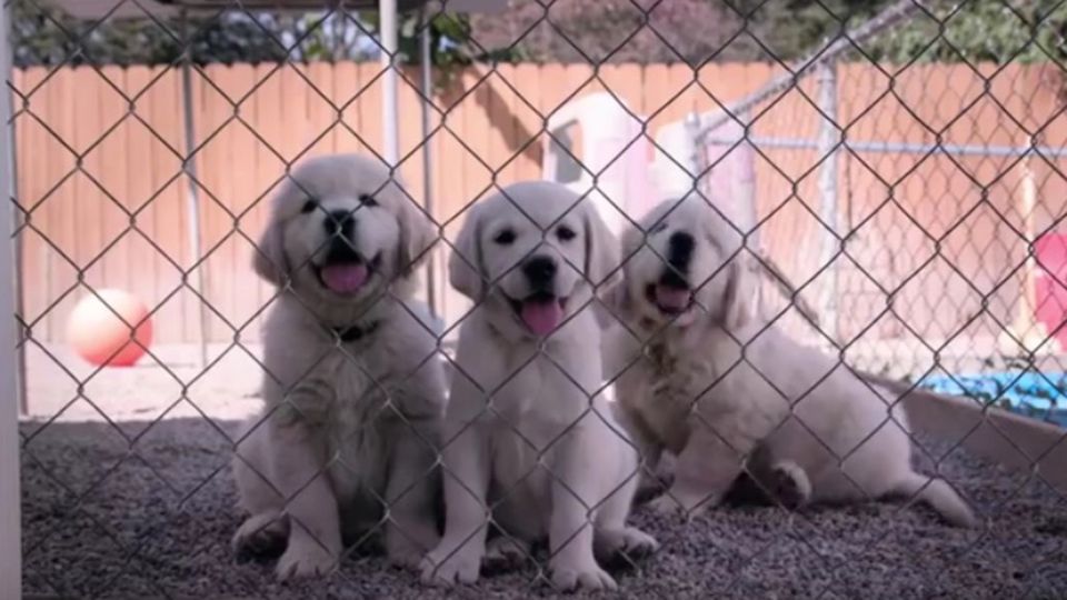 Netflix lässt die Hunde von der Leine in neuer Doku