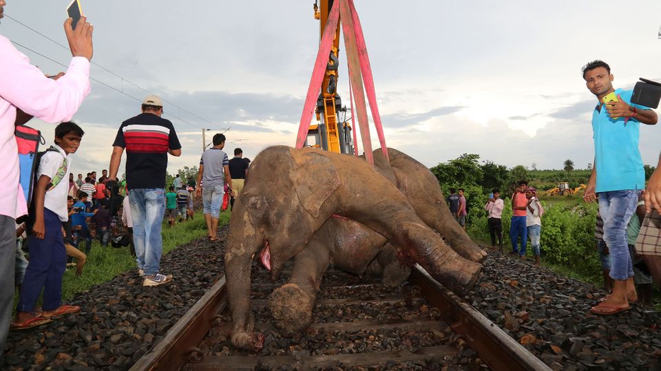 Arbeiter bergen einen toten Elefanten nahe der indischen Stadt Jamshedpu