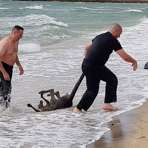 Ungewöhnliches Verhalten: Känguru wird aus dem Meer gerettet und stürzt sich erneut in die Fluten