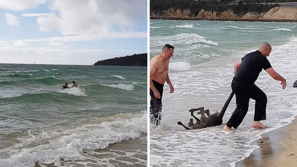 Ungewöhnliches Verhalten: Känguru wird aus dem Meer gerettet und stürzt sich erneut in die Fluten Ungewöhnliches Verhalten: Känguru wird aus dem Meer gerettet und stürzt sich erneut in die Fluten