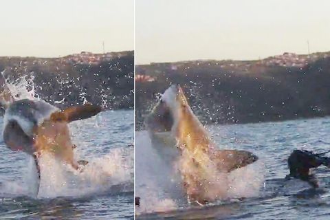 Spektakuläre Aufnahmen: Hai-Attacke: Wie eine wendige Robbe ihrem Jäger entkam