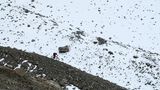 Auf einer Seitenmoräne des fast schon geschmolzenen Gletschers Vadrettin da Tschierva im Bernina-Gebiet.