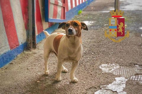 Spürhund und Mafia-Gegner "Pocho"