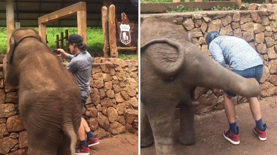 Dickhäuter in Action: Selfie? Nein, danke! Elefant tritt Rocksänger beim Posen in den Hintern