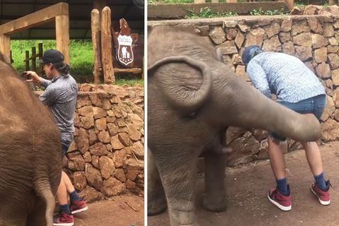 Dickhäuter in Action: Selfie? Nein, danke! Elefant tritt Rocksänger beim Posen in den Hintern