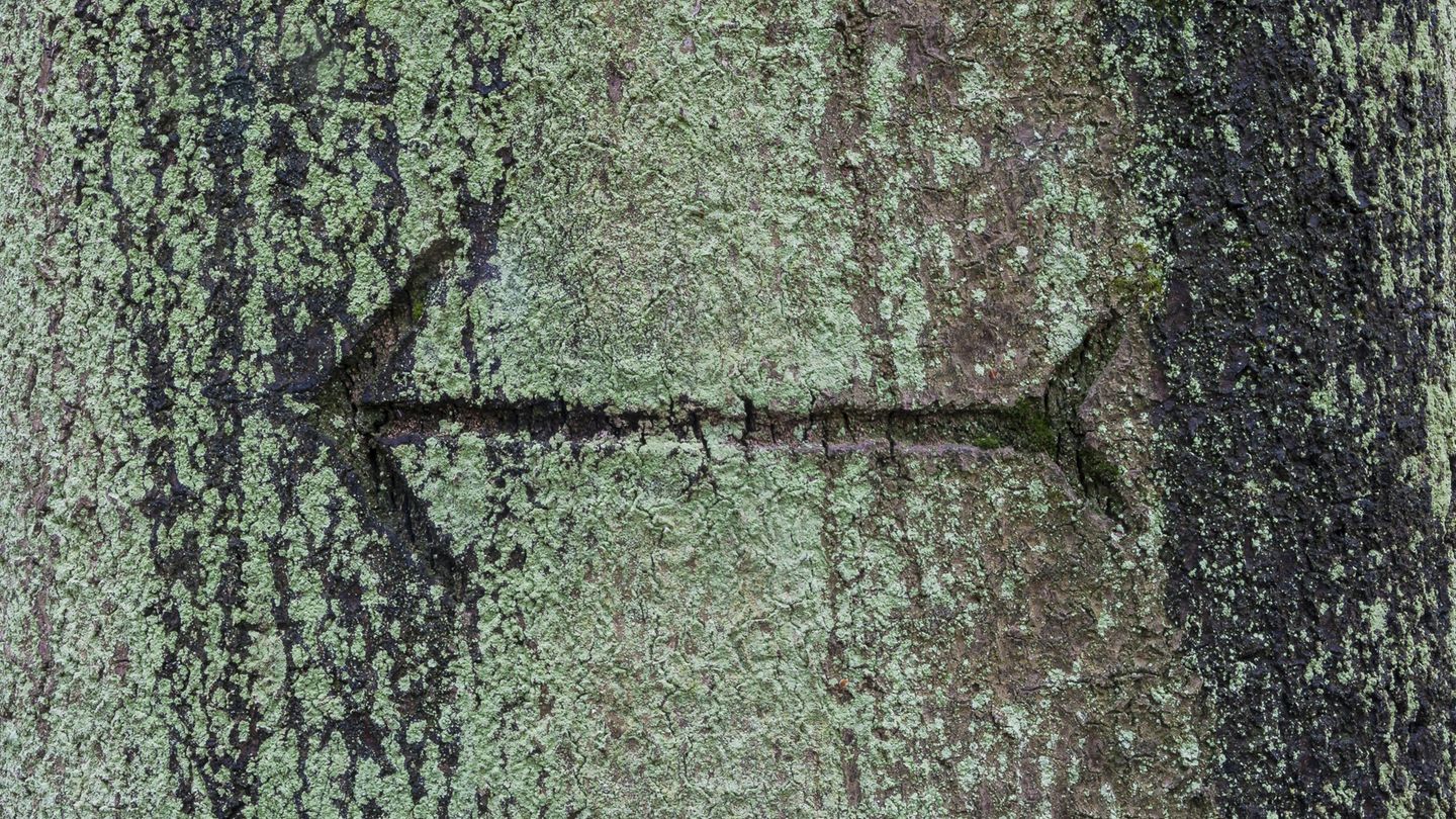 Ein Pfeil ist in einen Baum geritzt. In Frankreich war es eine Telefonnummer, die drei Wanderrinnen rettete