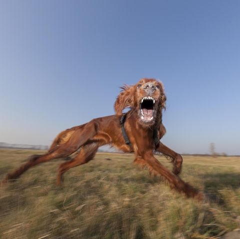 Ob spielerisch aggressiv, oder eine echt Gefahr: Hunde müssen außerhalb bebauter Ortslagen umgehend und ohne Aufforderung angeleint werden, wenn sich andere Personen nähern 