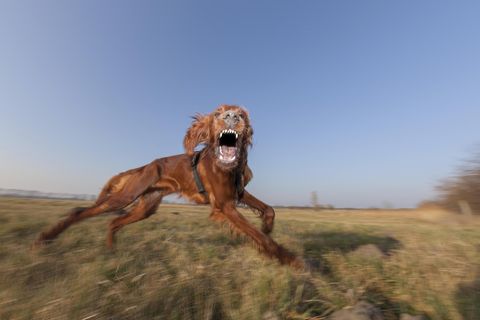 Ob spielerisch aggressiv, oder eine echt Gefahr: Hunde müssen außerhalb bebauter Ortslagen umgehend und ohne Aufforderung angeleint werden, wenn sich andere Personen nähern 