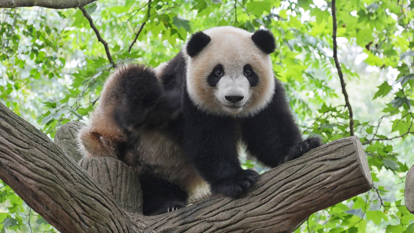 Panda in einem Baum