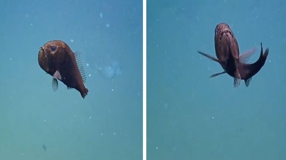 Besonderer Meeresbewohner: In 925 Metern Tiefe: Dieser Fisch erstaunt selbst erfahrene Forscher Besonderer Meeresbewohner: In 925 Metern Tiefe: Dieser Fisch erstaunt selbst erfahrene Forscher