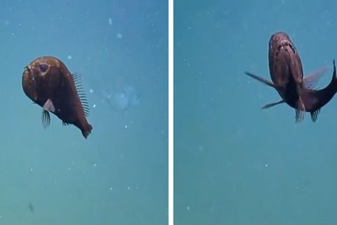 Besonderer Meeresbewohner: In 925 Metern Tiefe: Dieser Fisch erstaunt selbst erfahrene Forscher