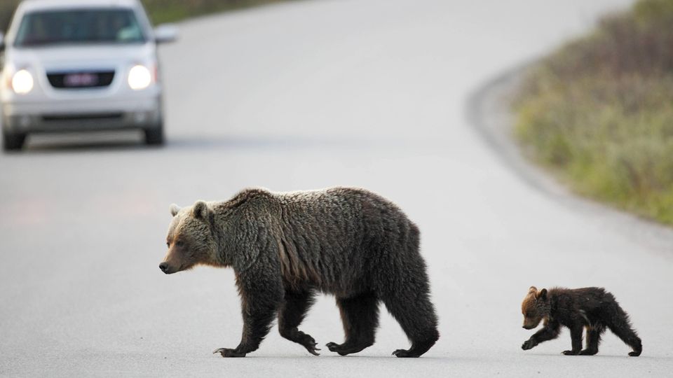 Vorsicht: Grizzlybären kreuzen die Straße im Banff-Nationalpark