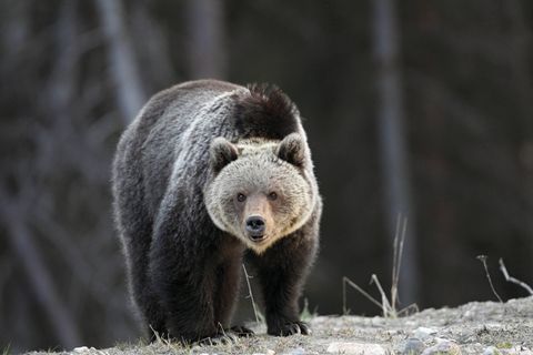 Begegnung auf Augenhöhe: ein Grizzlybär im Banff-Nationalpark