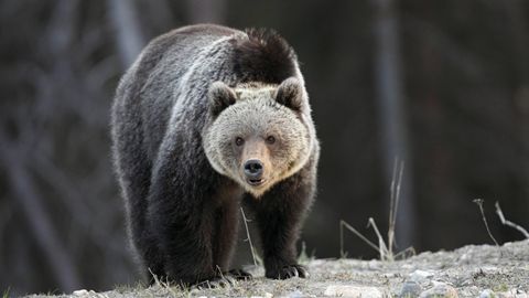 Begegnung auf Augenhöhe: ein Grizzlybär im Banff-Nationalpark