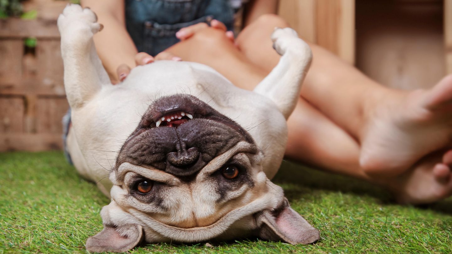 Hunde streicheln als Job